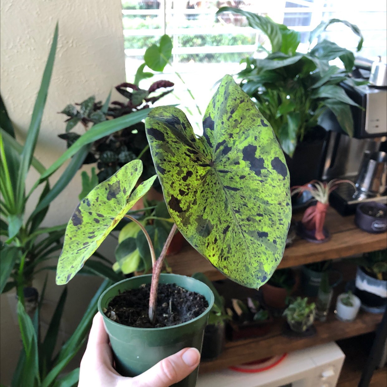 Photo of the plant species Taro 'Mojito' by @Amill named Moe on Greg, the plant care app