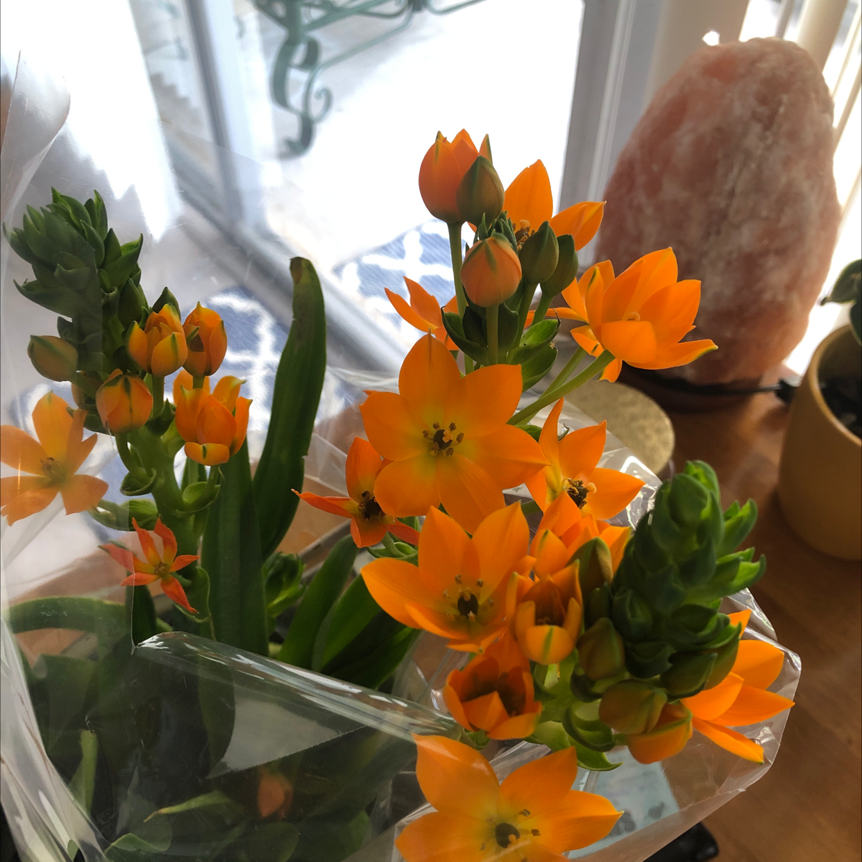 Orange Sun Star plant photo by @Amill named Beckham on Greg, the plant care app.