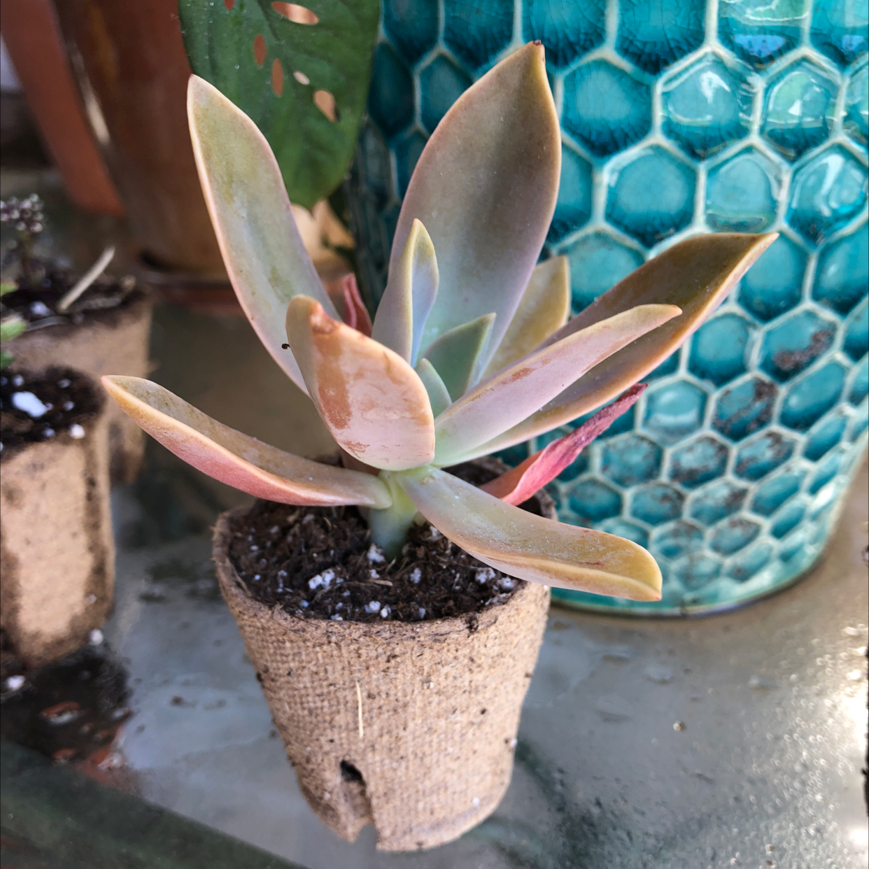 Graptoveria 'Fred Ives' succulent in a small pot with some leaf discoloration.