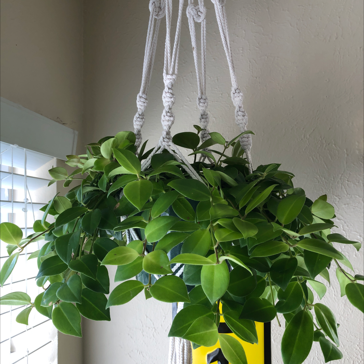 Photo of the plant species Lipstick Plant by @Amill named Green hangs on Greg, the plant care app