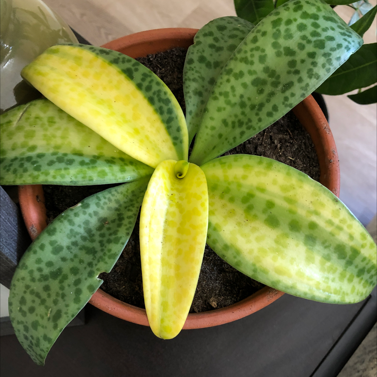 Photo of the plant species Variegated Leopard Lily by @Amill named Spek on Greg, the plant care app