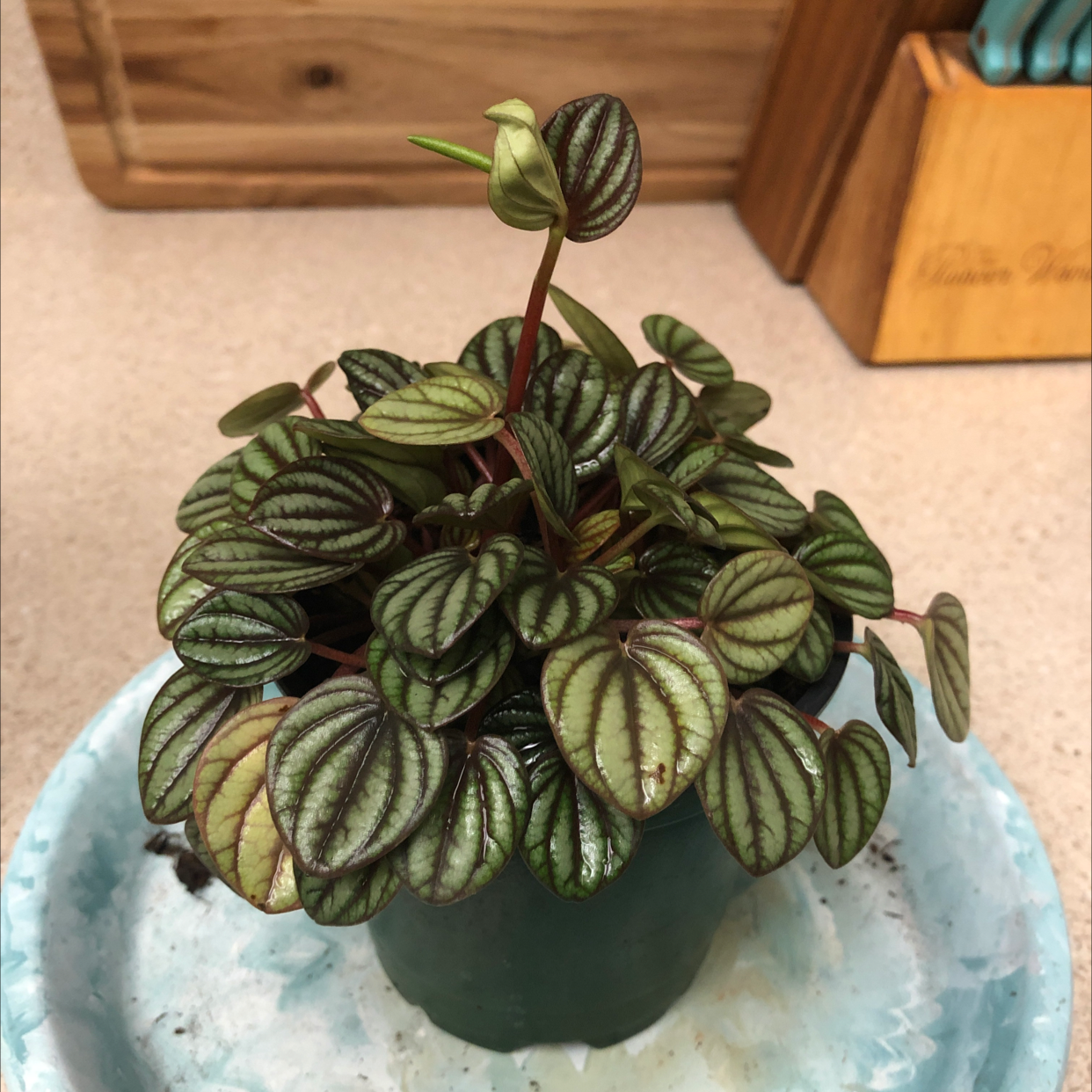 Photo of the plant species Piccolo banda by @Amill named Peperoni on Greg, the plant care app