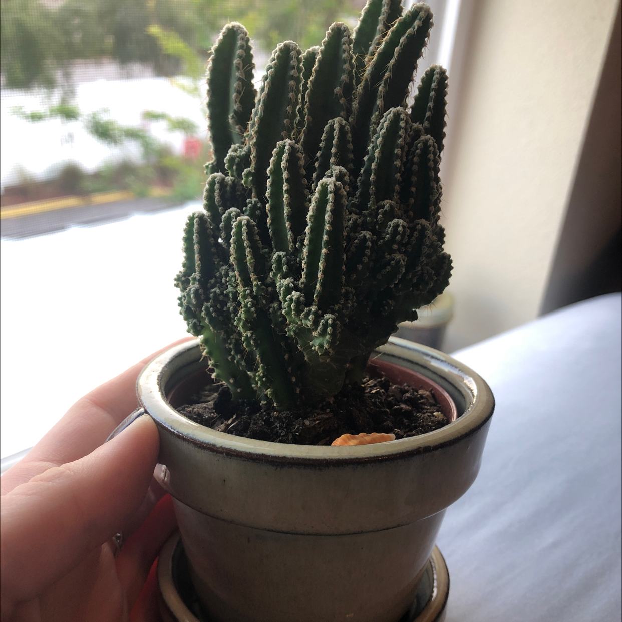 Fairy Castle Cactus in a small pot, held by a hand. The plant appears healthy.