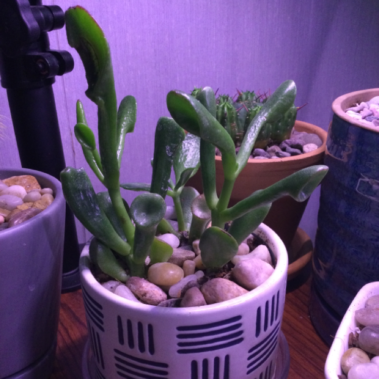 Photo of the plant species Trumpet by @Renfield13 named Your plant on Greg, the plant care app