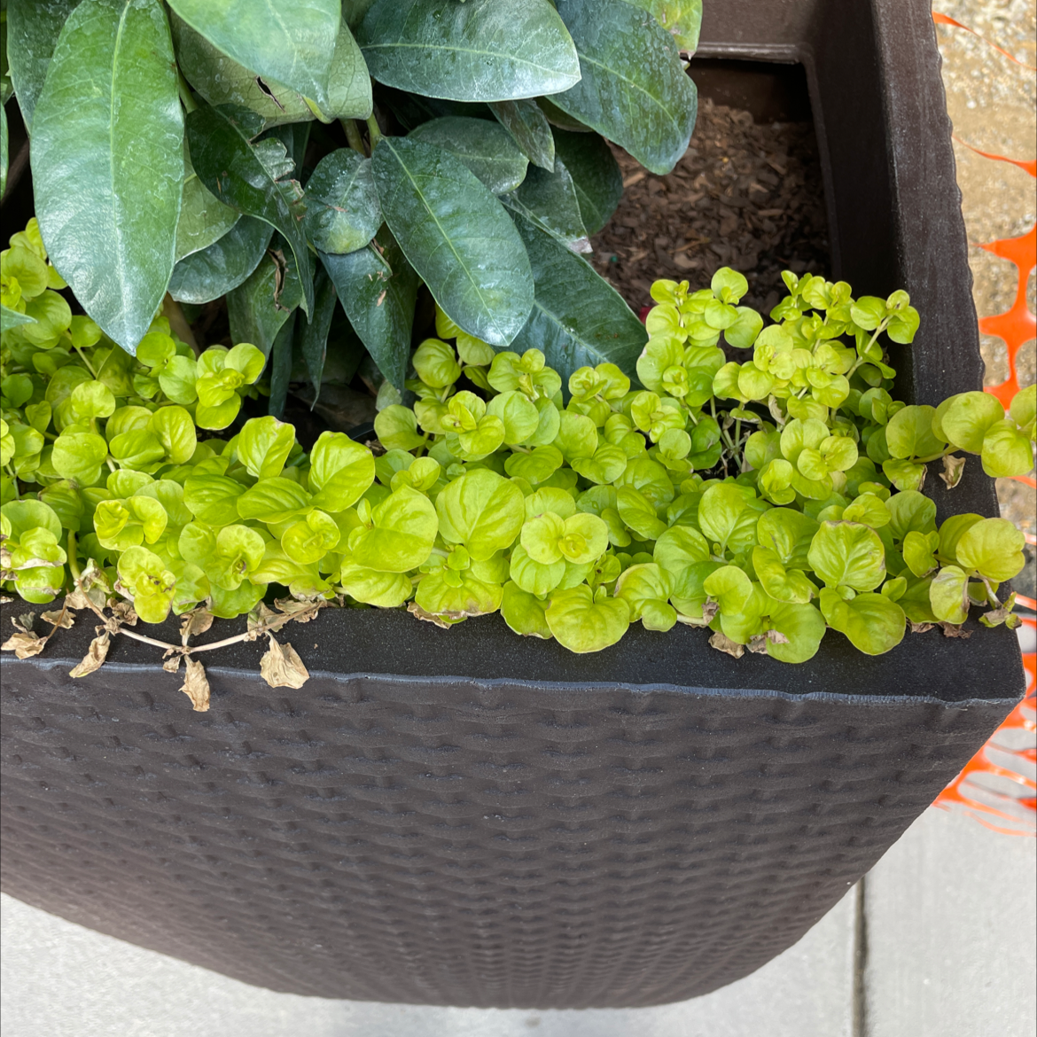 Creeping Jenny with bright green leaves in a container, some browning visible.