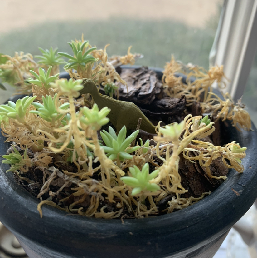 Golden Sedum plant photo by @ace named Clooney on Greg, the plant care app.