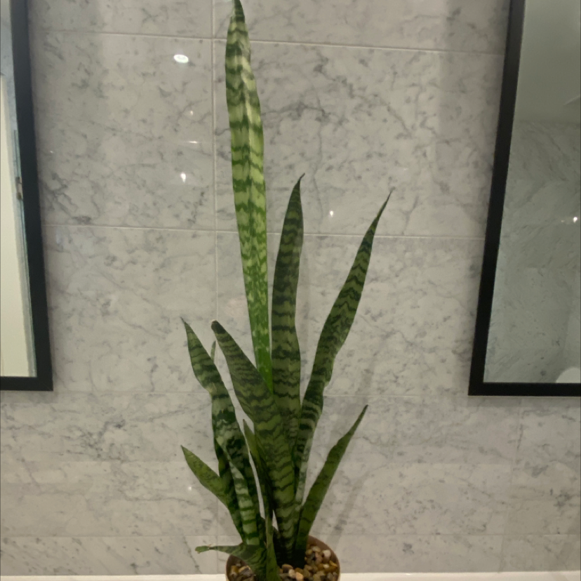Snake Plant plant photo by Sandy named Snake plant on Greg, the plant care app.