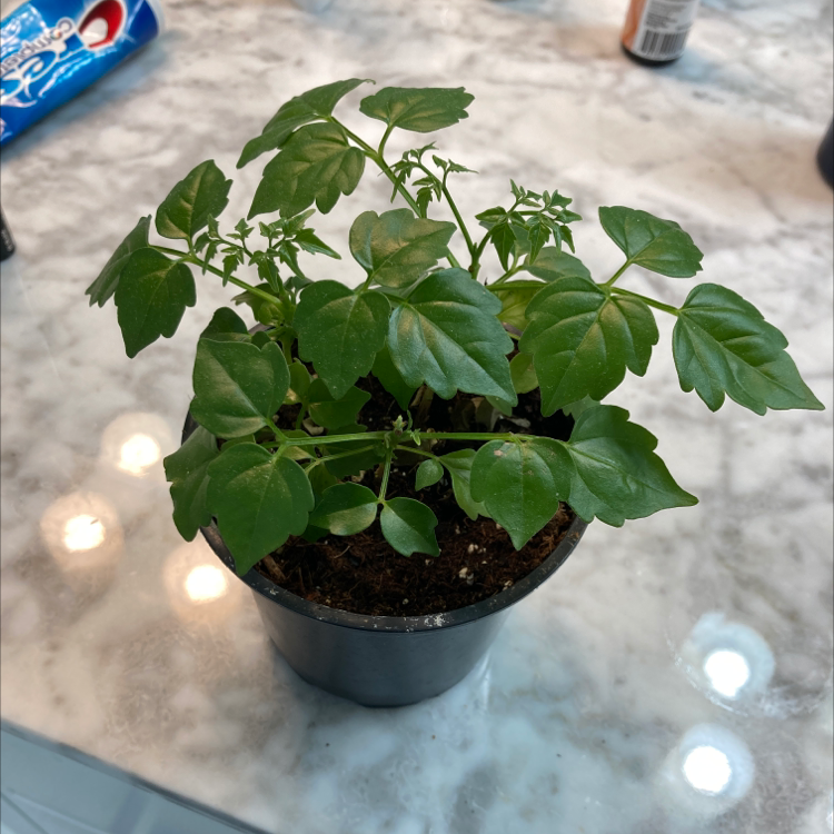 🥀 Why Are My China Doll Plant Leaves Droopy?