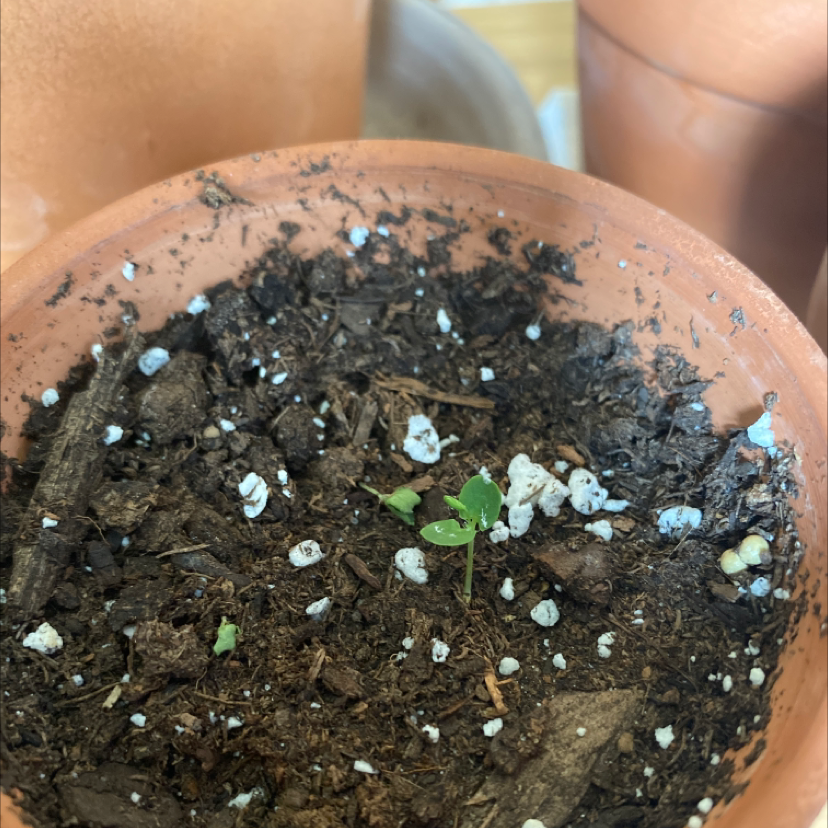 Small Sensitive Plant in a terracotta pot with visible soil and early growth stage leaves.