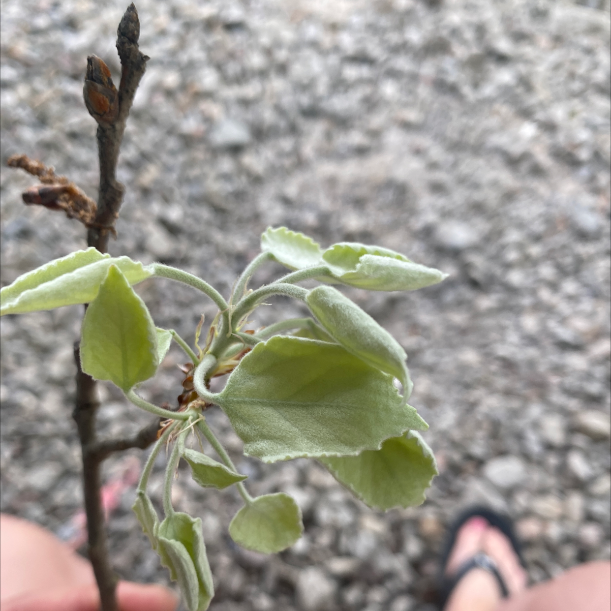 Photo of the plant species Canadian Aspen by Taylor named Sol on Greg, the plant care app