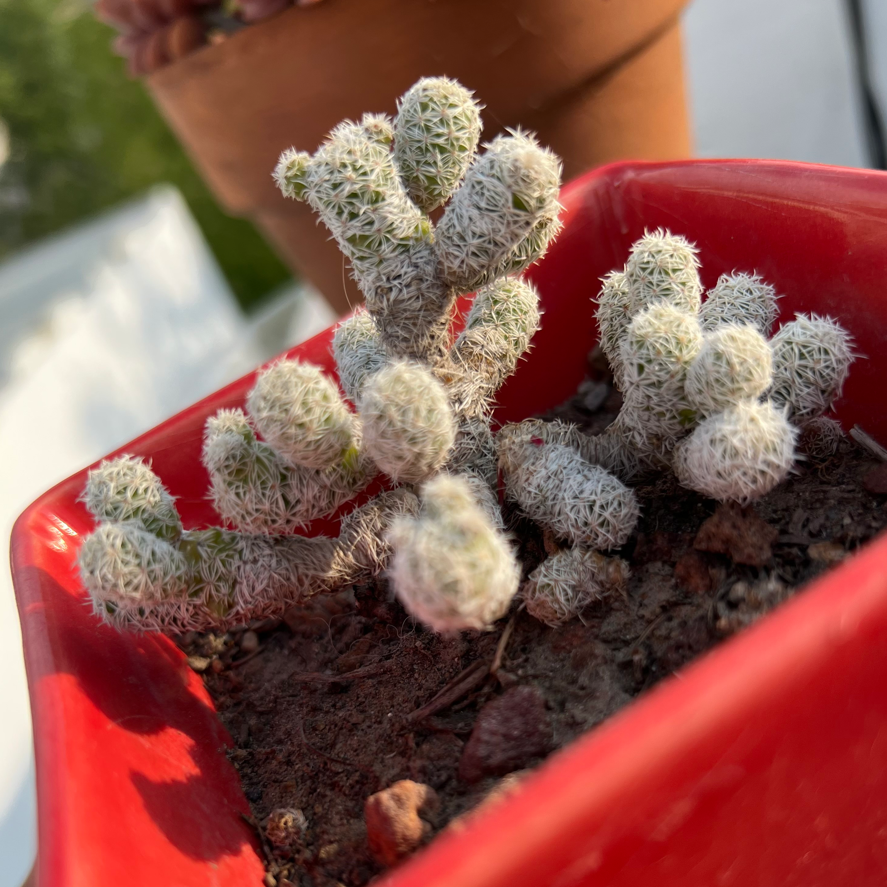 Comb Hedgehog Cactus in a red pot with visible soil, appears healthy.