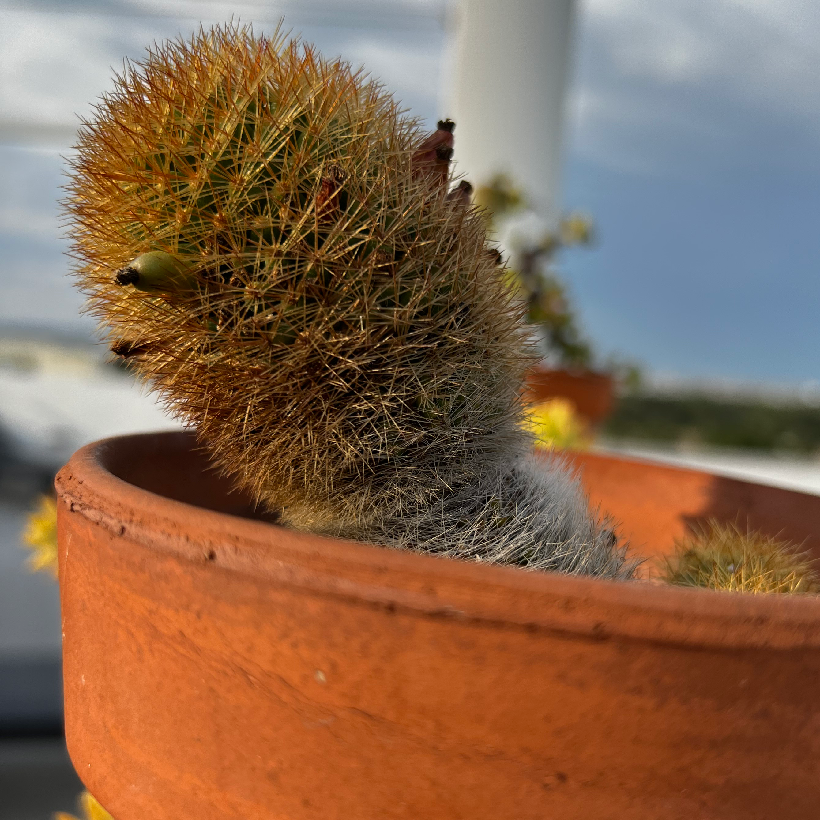 Texas Rainbow Cactus in a terracotta pot with some browning at the top.