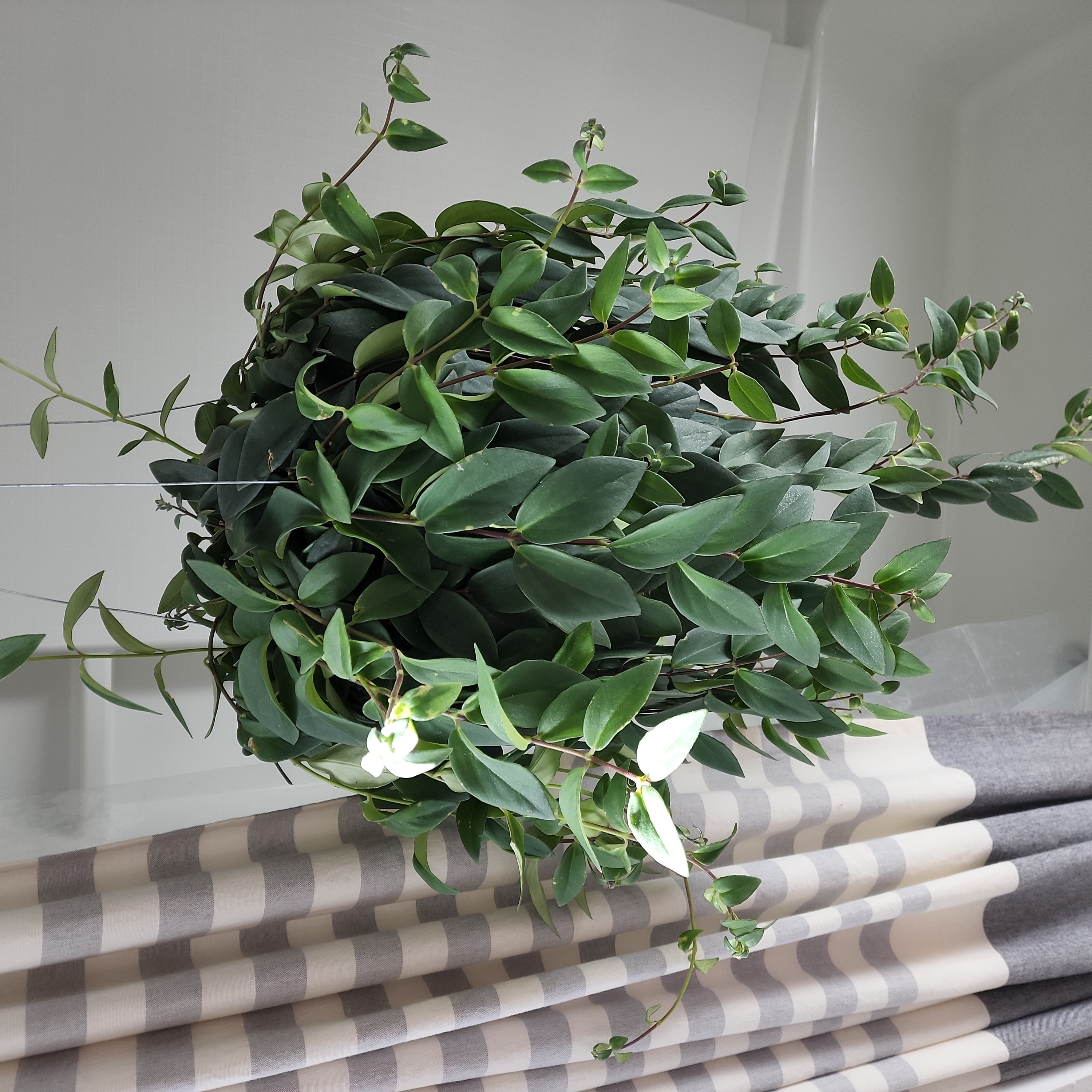 Photo of the plant species Green Lipstick Calathea by @PoeticPlain named Lavender on Greg, the plant care app