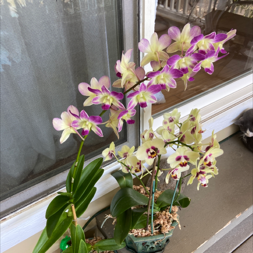 Dendrobium Phalaenopsis orchid with vibrant flowers and healthy green leaves.