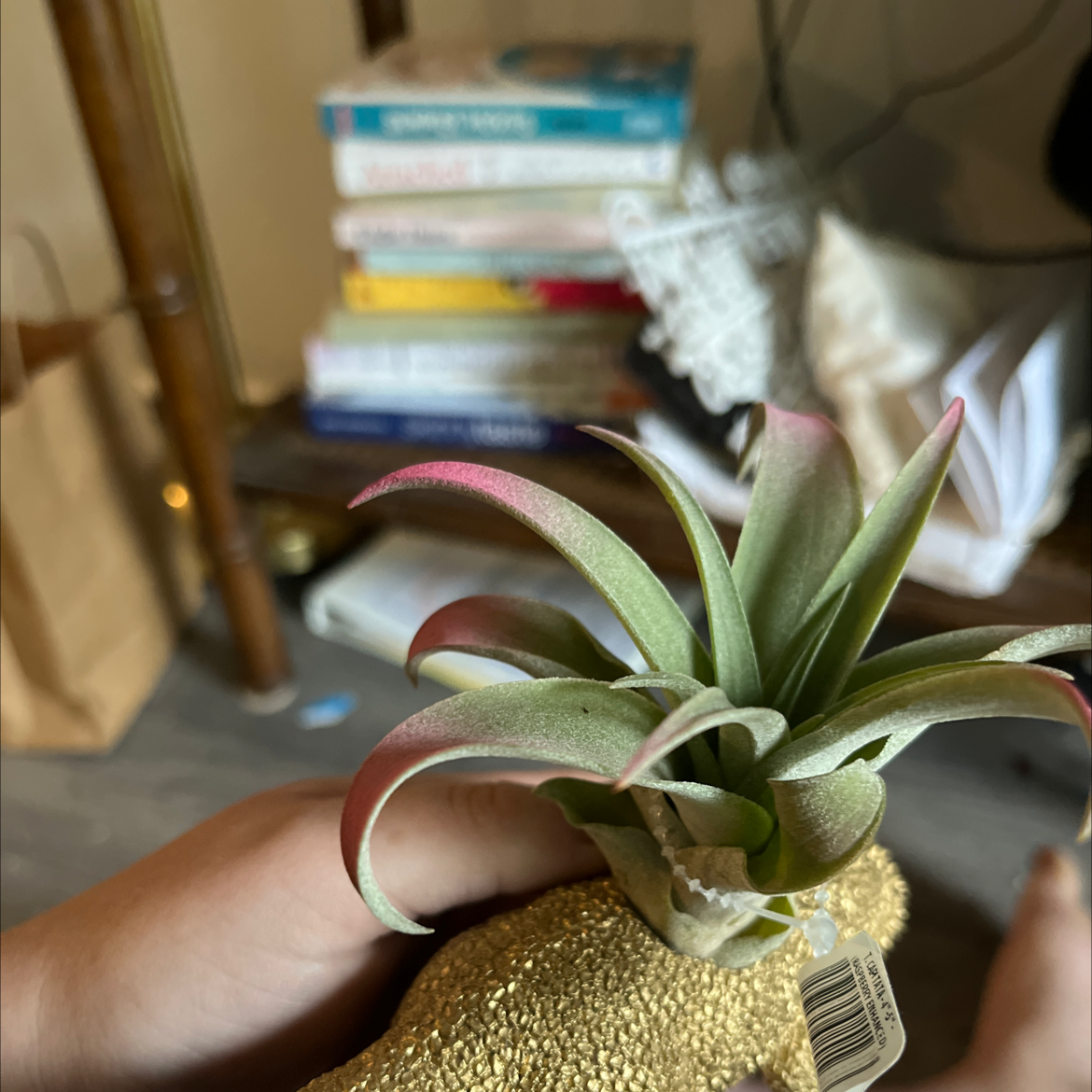 Capitata Air Plant being held, with green leaves and pinkish tips.