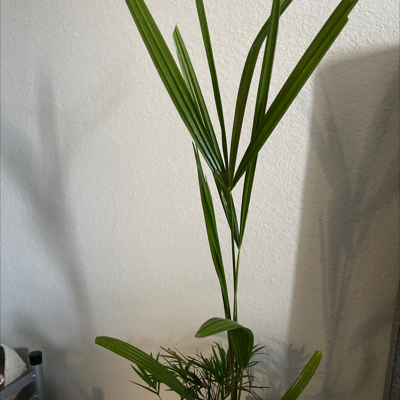 Chinese Windmill Palm with long, slender green leaves in an indoor setting.