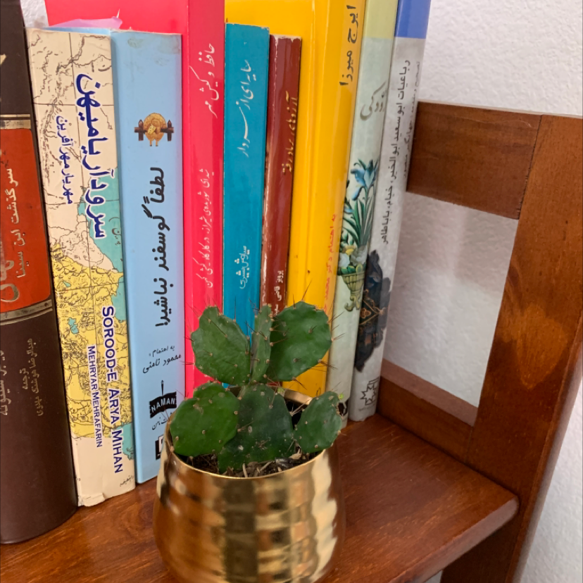 Brazilian Pricklypear plant in a pot on a wooden shelf with colorful books in the background.
