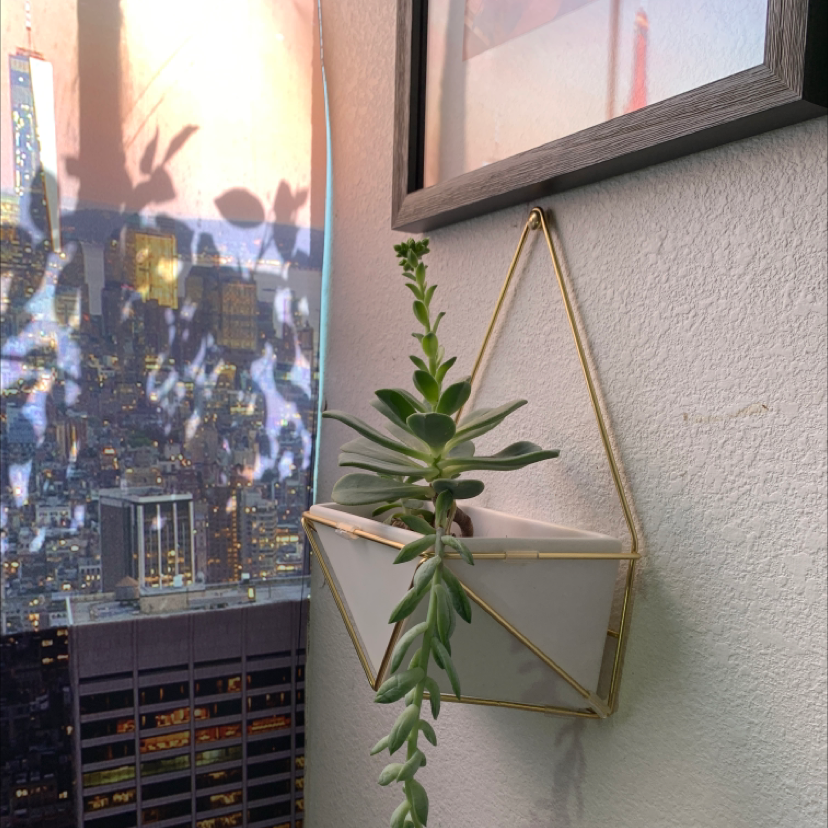 Photo of the plant species Succulent Bush Senecio by @Dorirahbar23 named Your plant on Greg, the plant care app