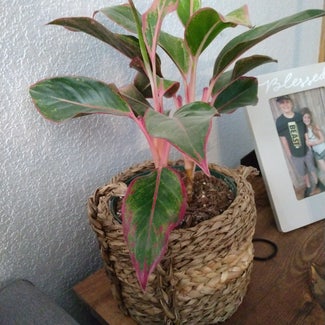Rose Calathea plant in Gardnerville, Nevada