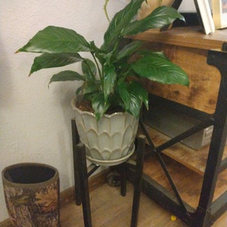 Peace Lily plant in Gardnerville, Nevada