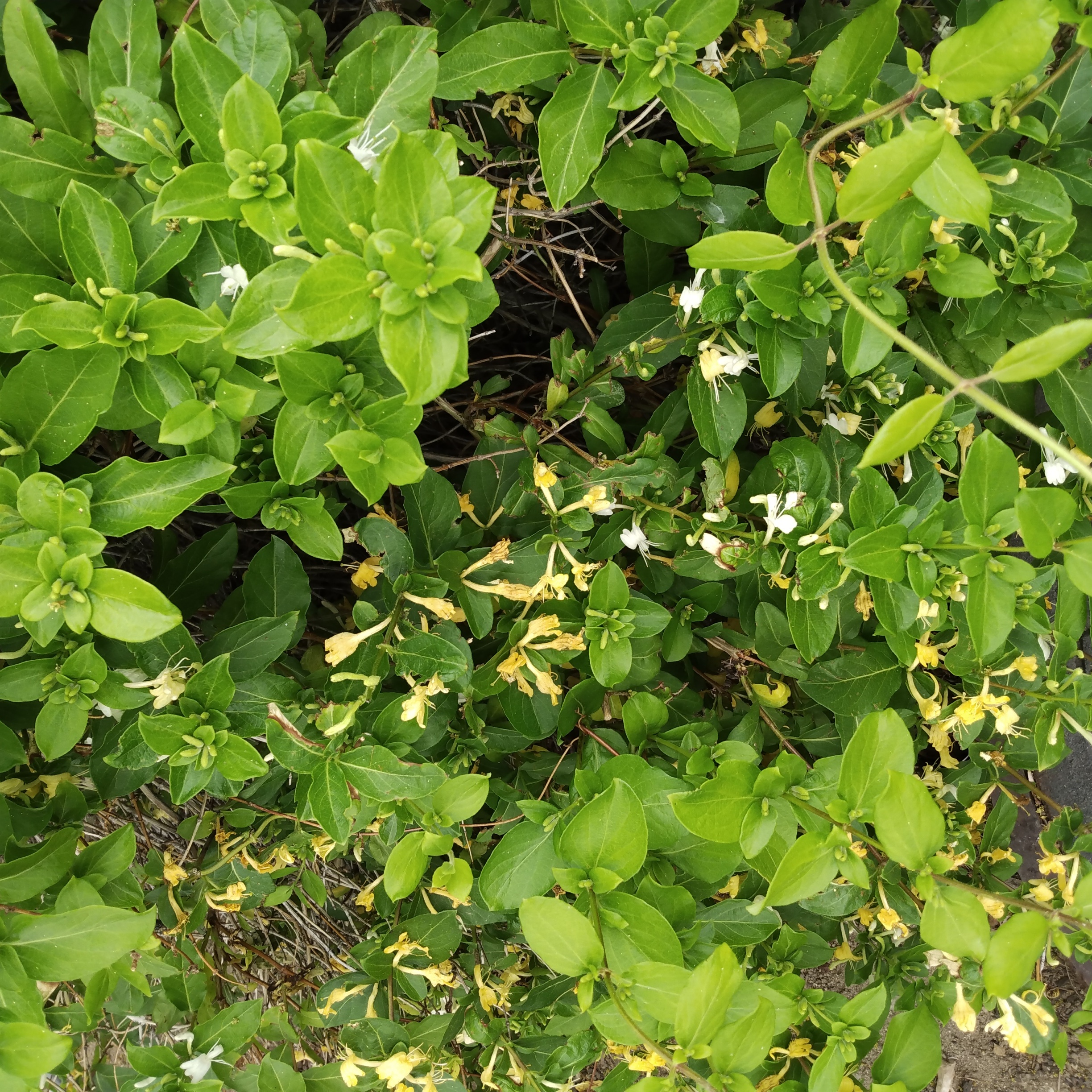 Japanese Honeysuckle plant with green leaves and small white flowers, some yellowing leaves visible.