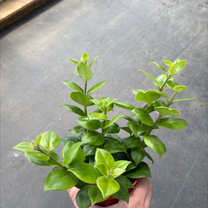 Healthy Waxleaf Privet plant with vibrant green leaves held by a hand.