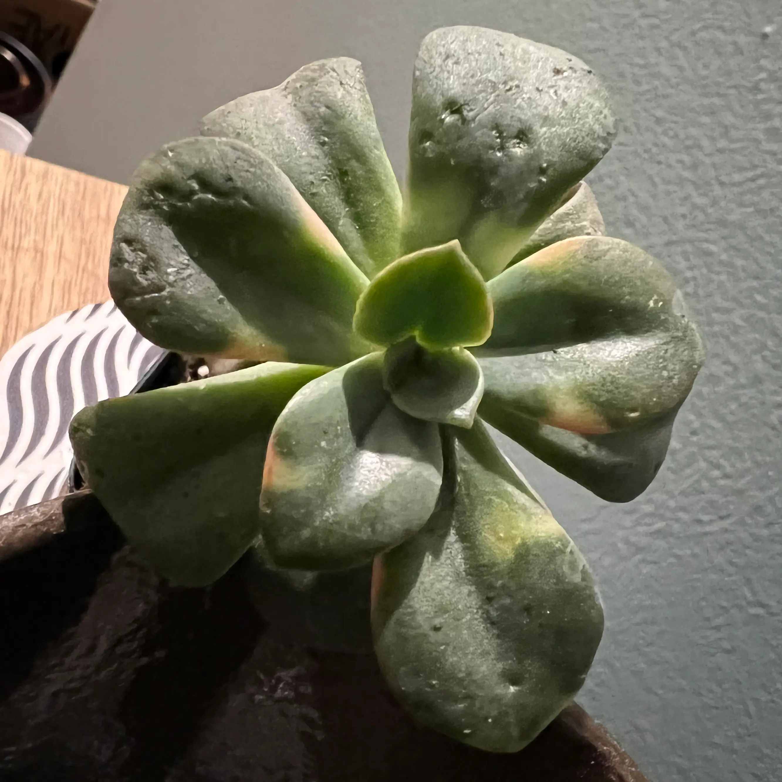 Echeveria 'Chroma' succulent with some leaf discoloration in a pot.