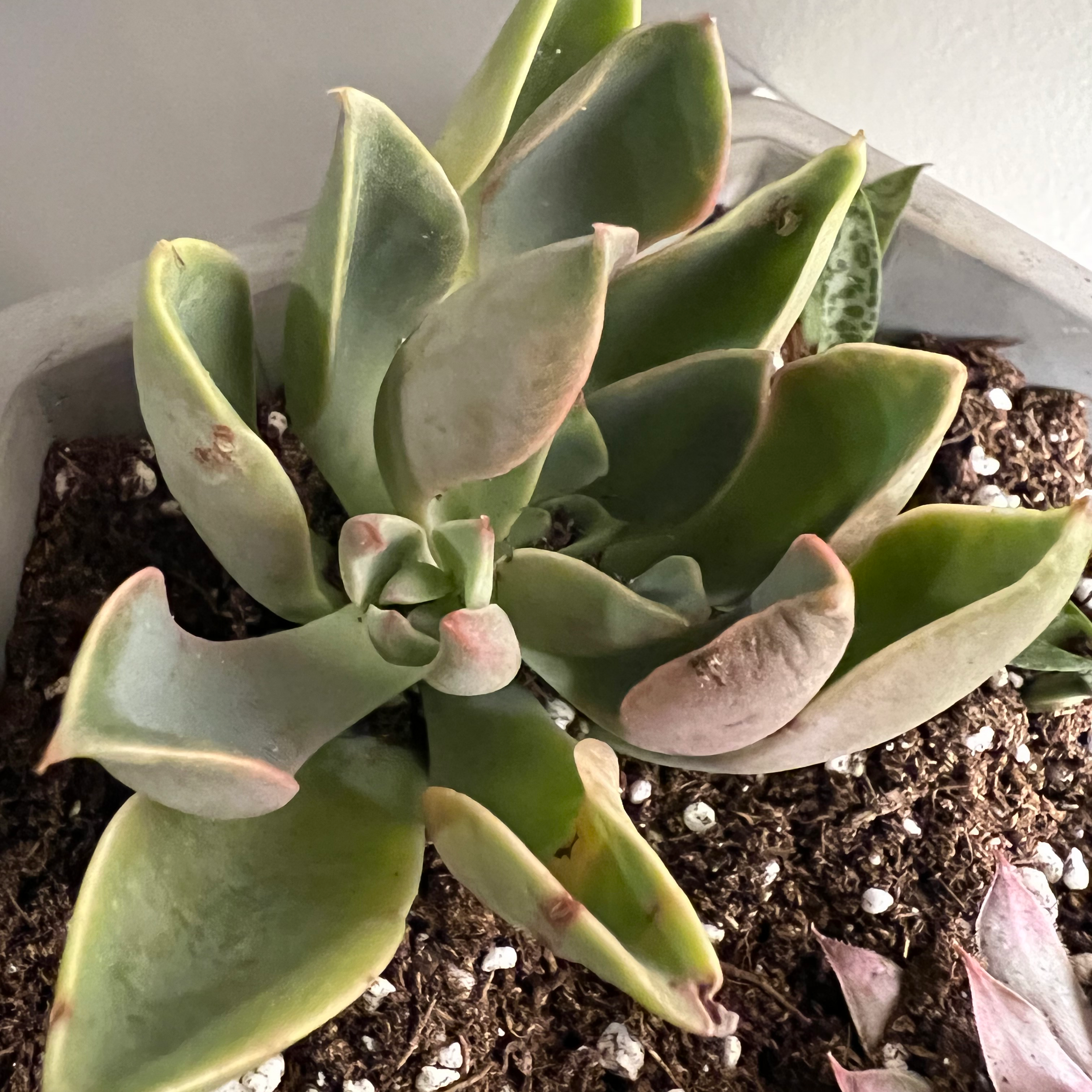 Graptoveria 'Fred Ives' succulent with thick, fleshy leaves in a pot with visible soil.