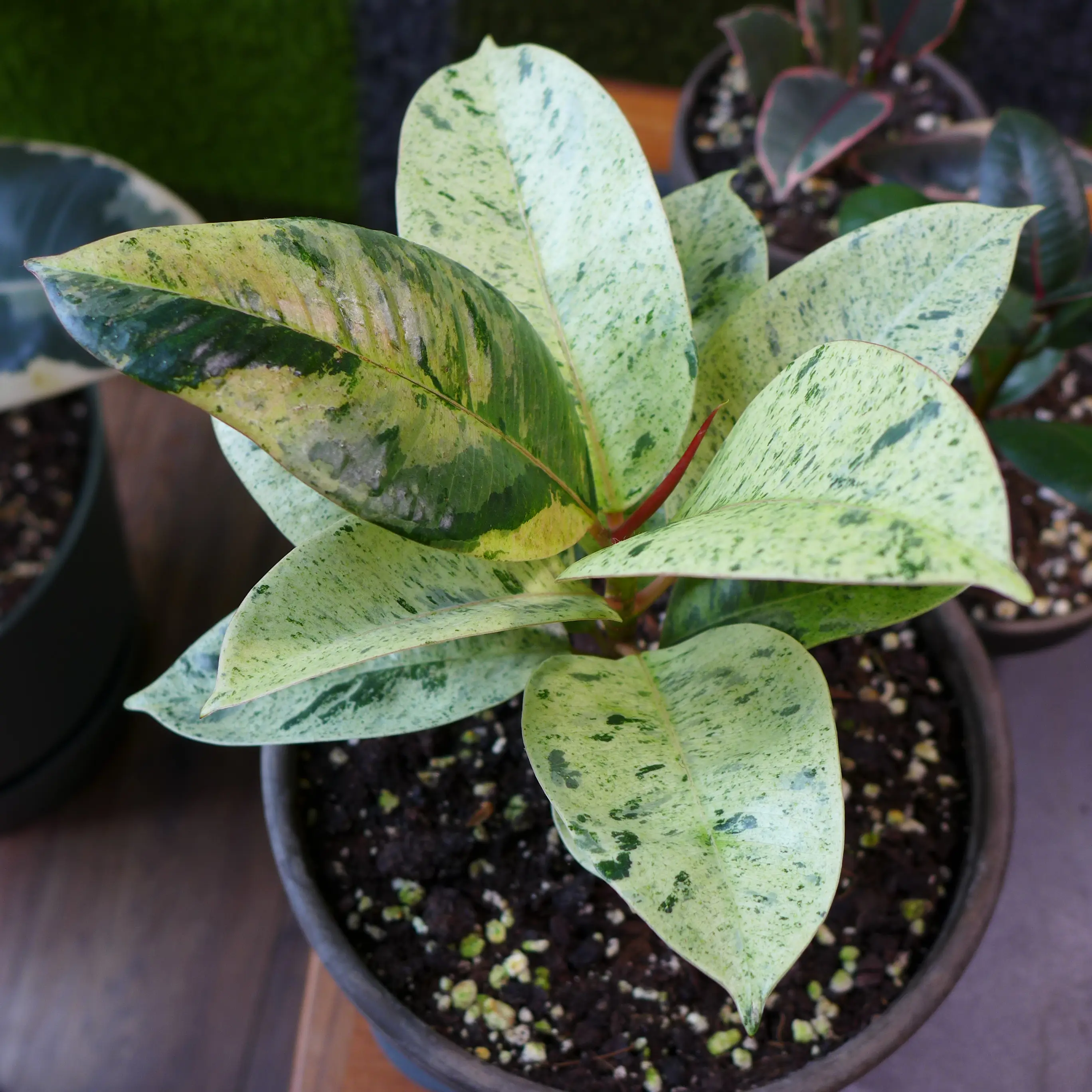 Ficus elastica 'Shivereana' with variegated leaves in a pot, healthy and well-framed.