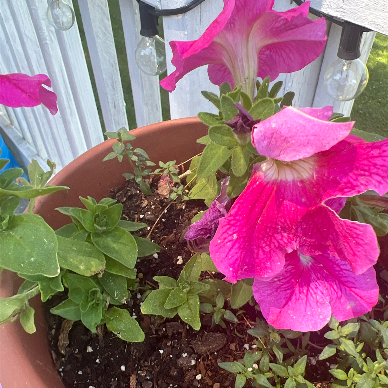 Photo of the plant species petunia by @LovablyOricad named Winston on Greg, the plant care app