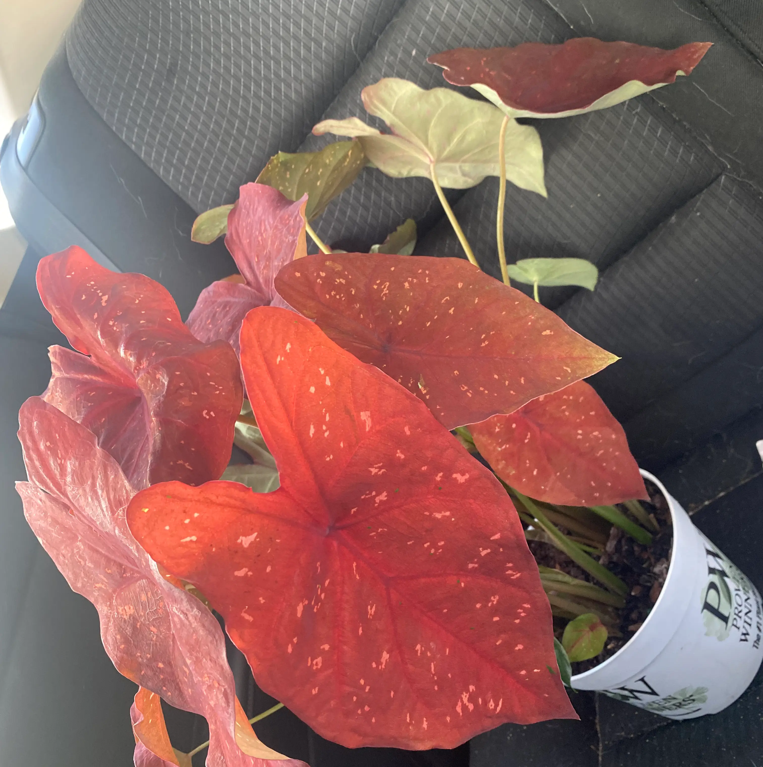 Photo of the plant species Caladium Burning Heart by @TawaMari named Jasper on Greg, the plant care app
