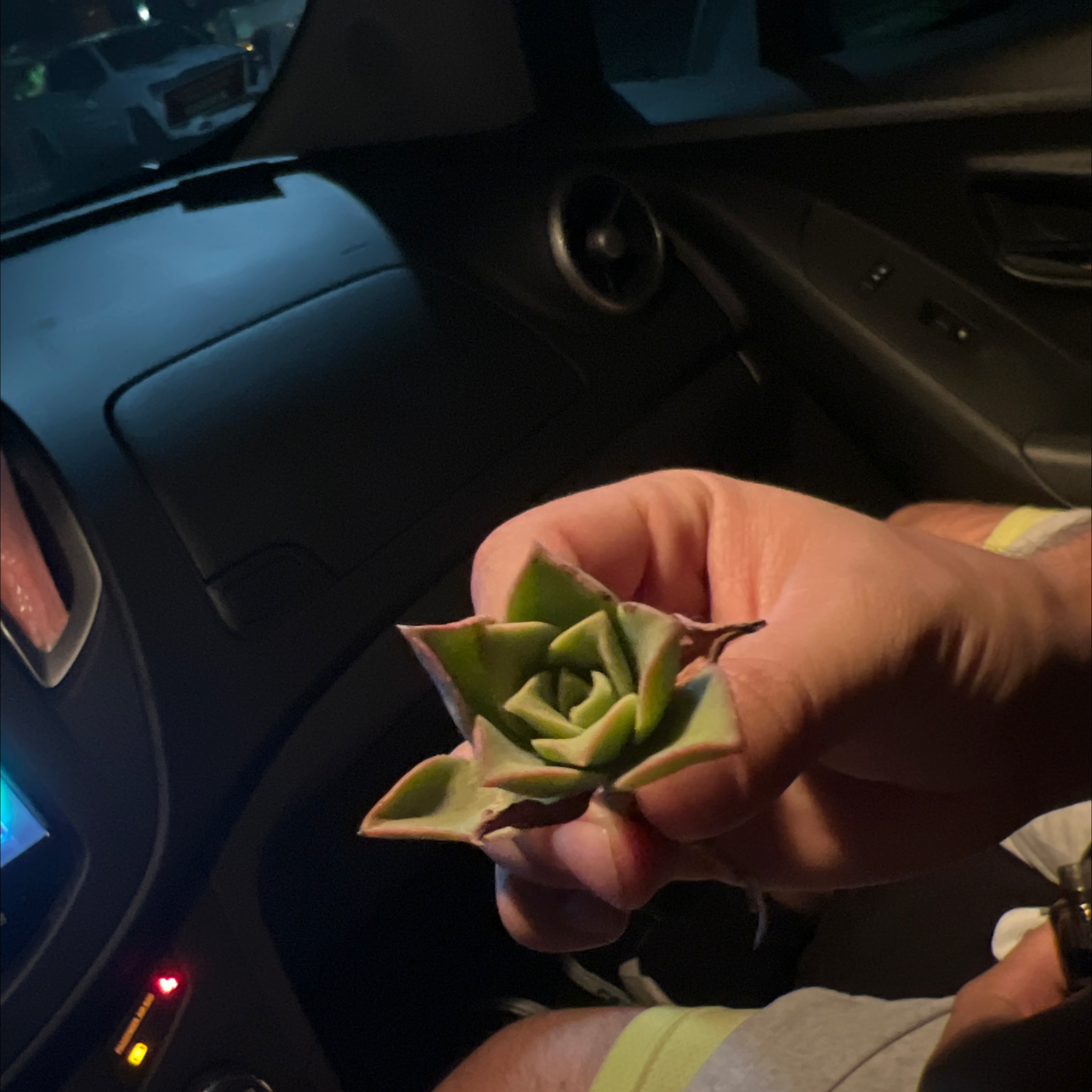 A healthy San Gabriel River Dudleya succulent being held inside a car.