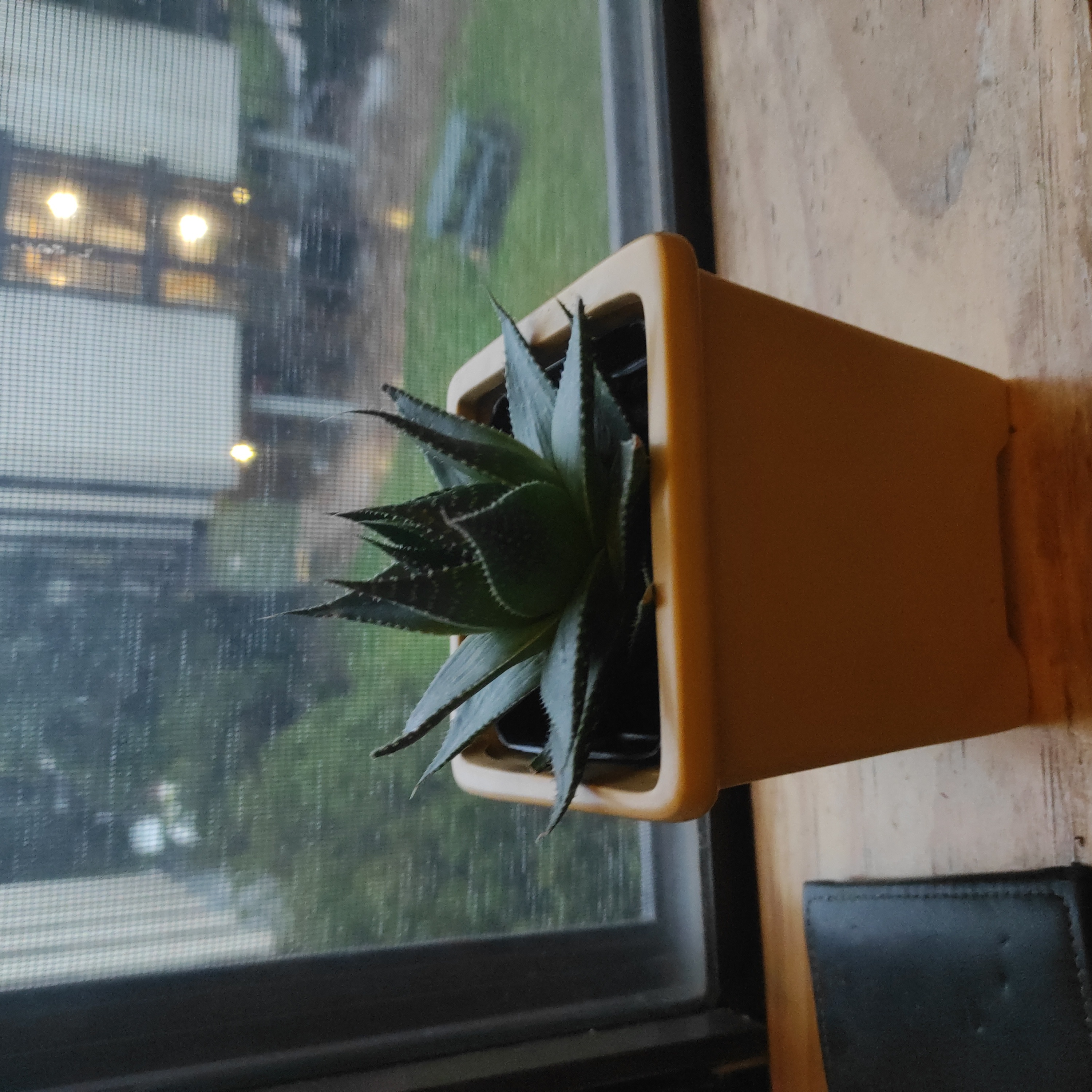 Photo of the plant species Gasteraloe 'Cosmo' by @peds named Cosmo on Greg, the plant care app