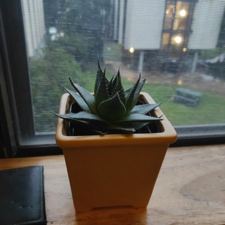 Photo of the plant species Gasteraloe 'Cosmo' by Peds named Cosmo on Greg, the plant care app