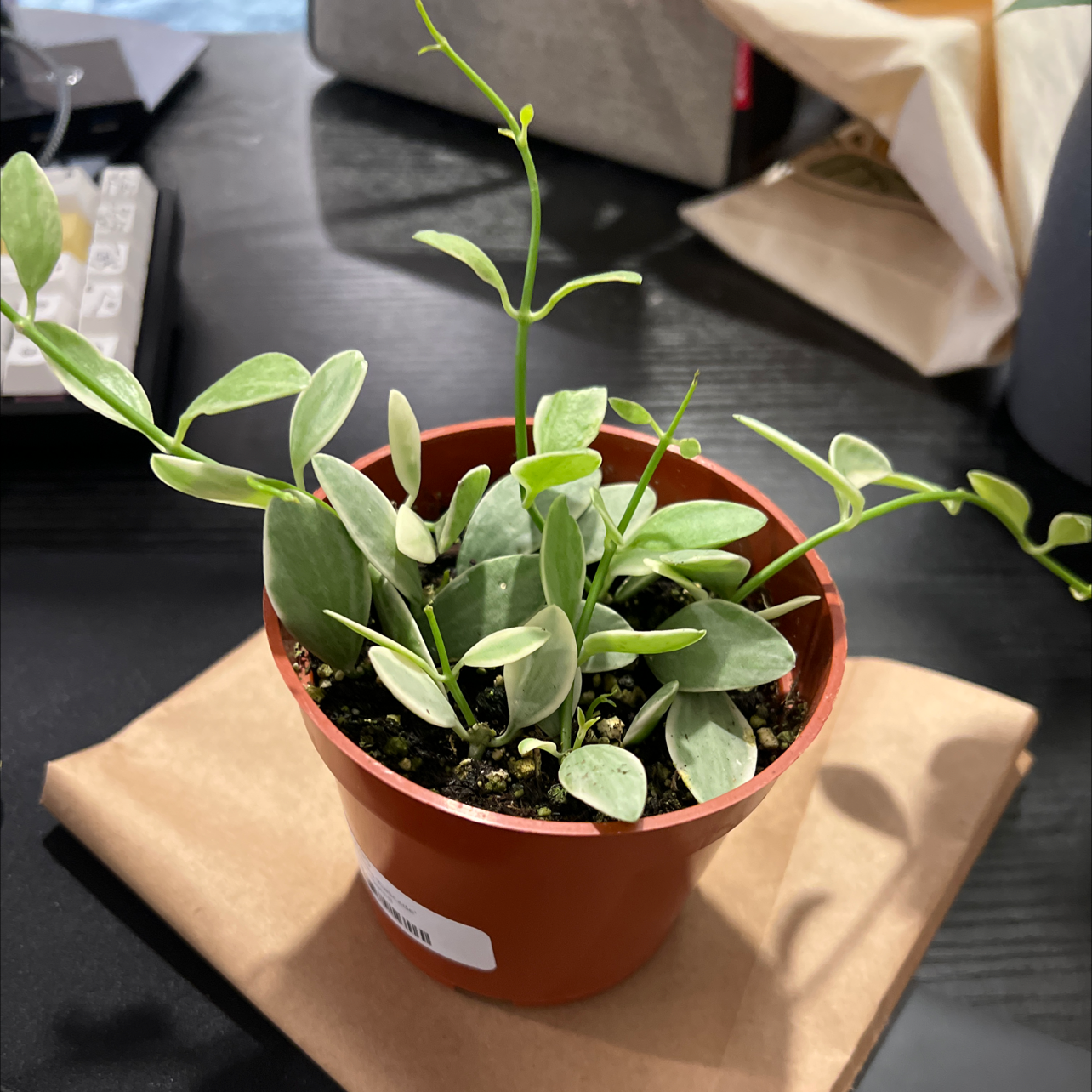 Photo of the plant species Dischidia 'Green Cascade' by @YardGreenbark named Cascade on Greg, the plant care app