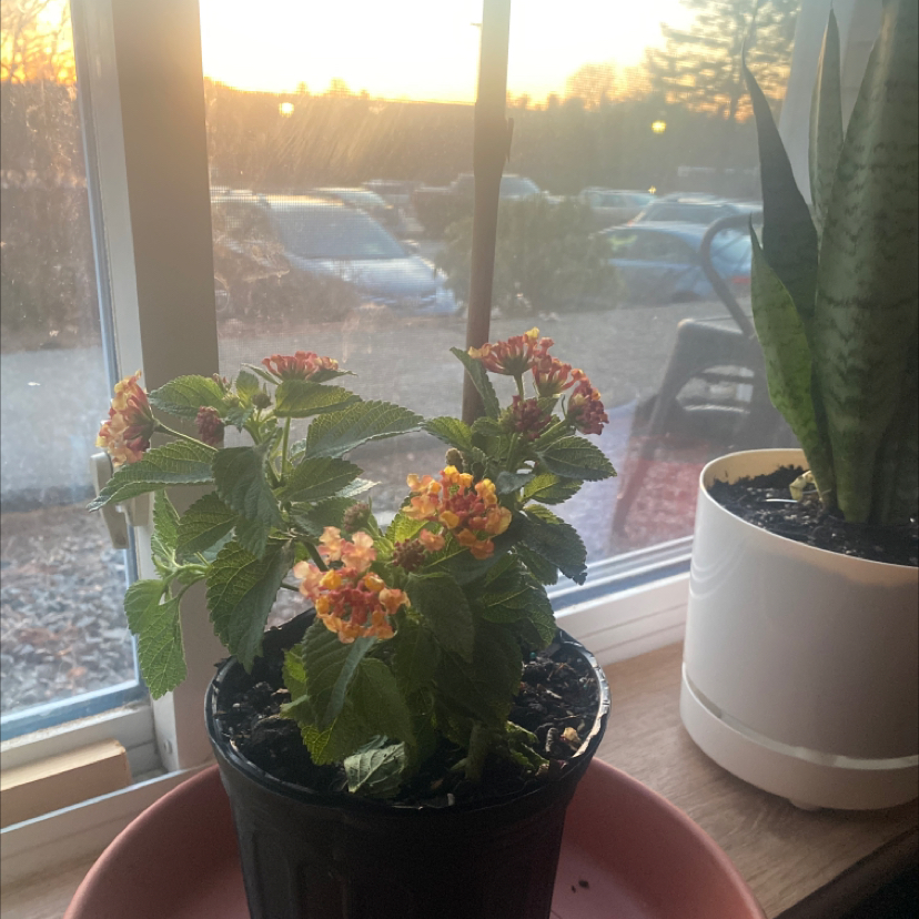 Potted Lantana plant with vibrant flowers on a windowsill, another plant in the background.