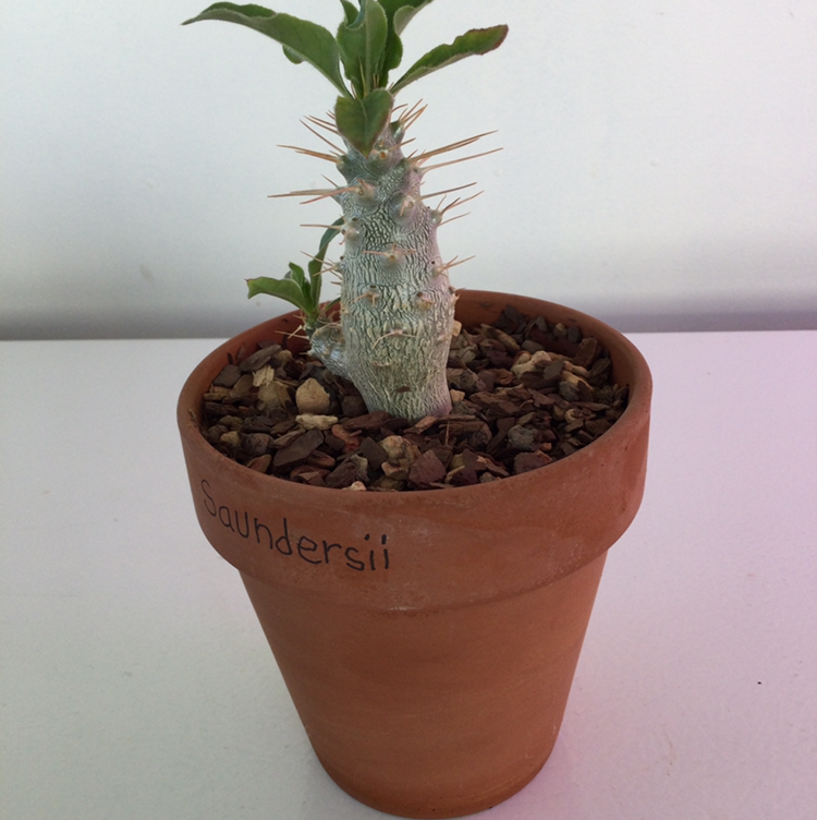 Madagascar Palm (Pachypodium lamerei) in a terracotta pot with mulch-covered soil.
