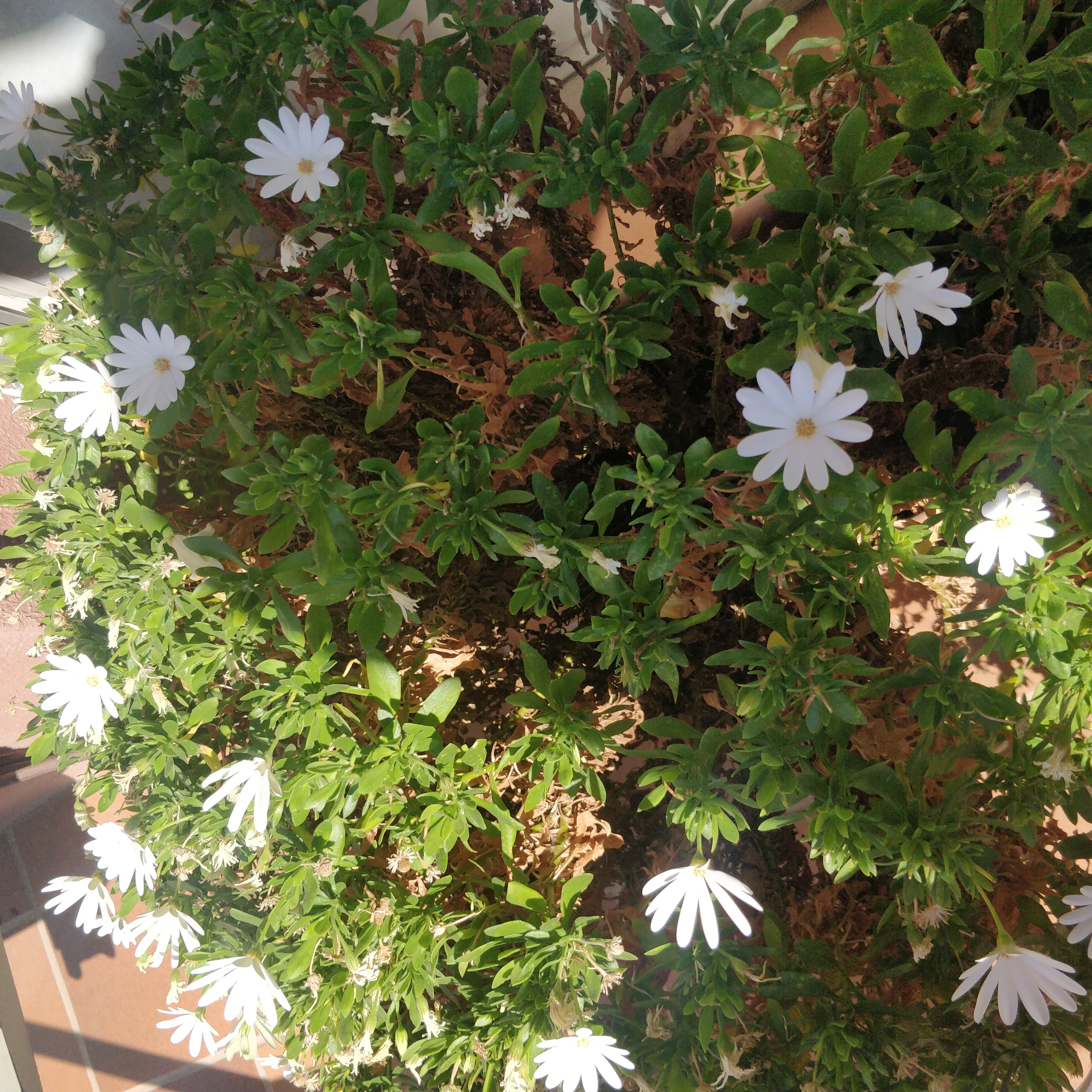 Van Staden's river daisy plant with white flowers and some browning leaves.