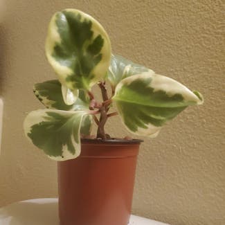 Baby Rubber Plant plant in Long Beach, California