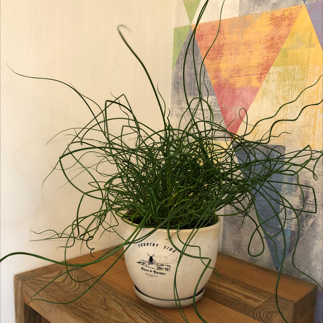 Corkscrew rush plant in a pot on a wooden surface, with twisted green stems.