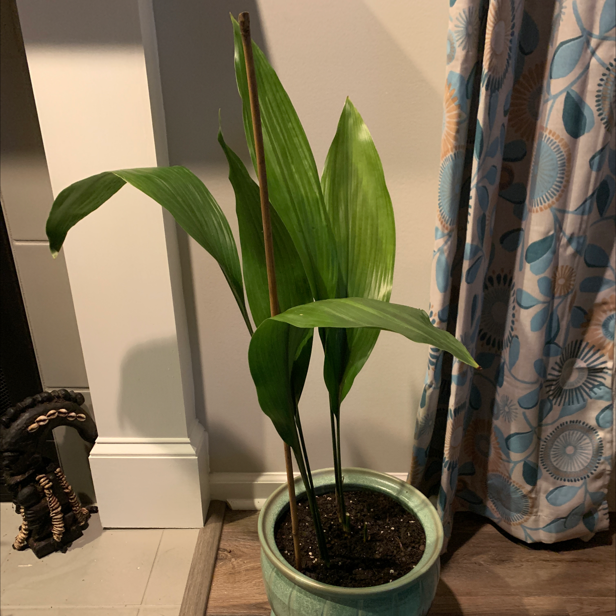 Cast Iron Plant plant photo by Michelle named Cast Iron on Greg, the plant care app.