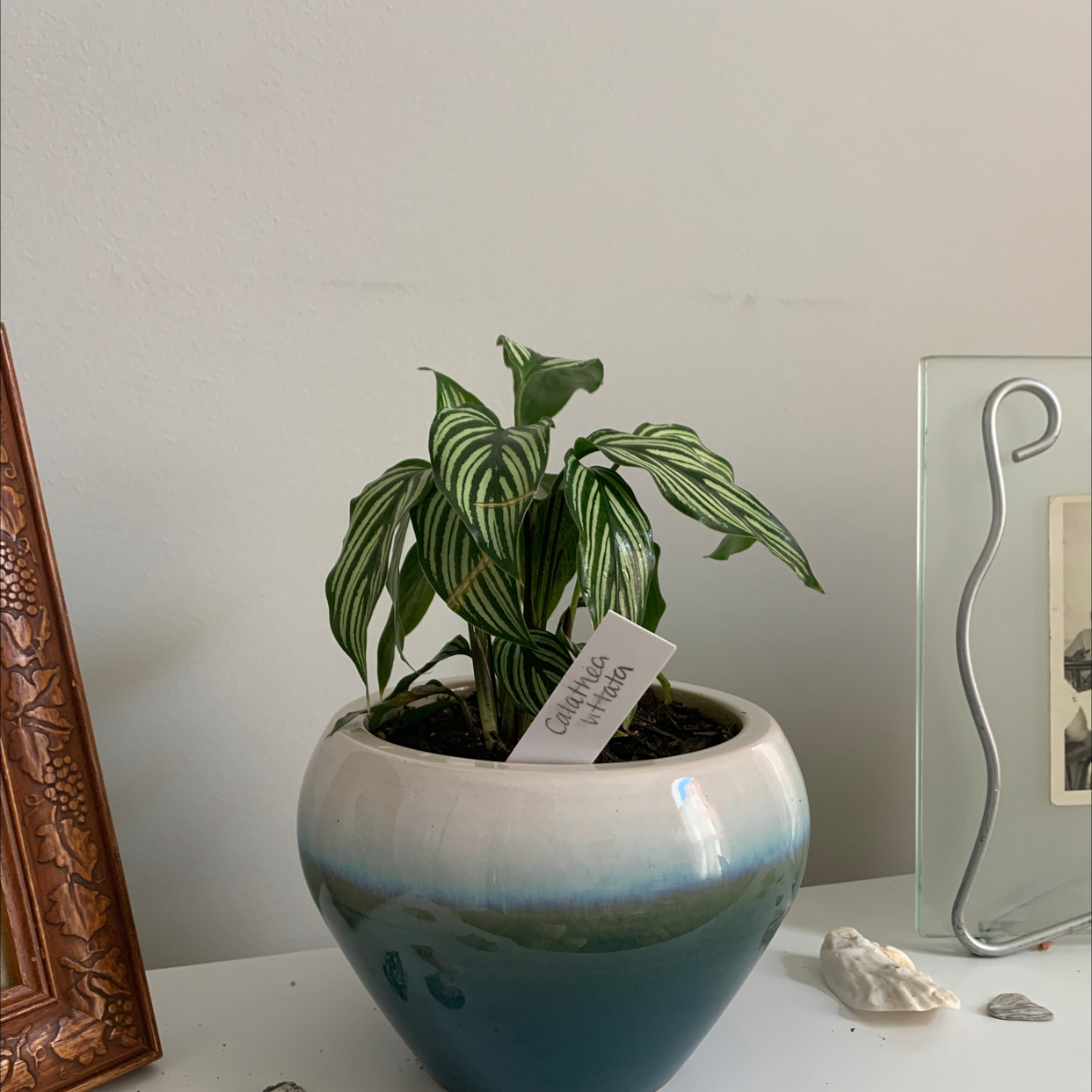Pinstripe Calathea plant photo by Michelle named Victoria on Greg, the plant care app.