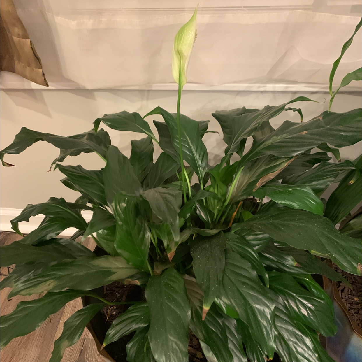 Peace Lily plant photo by Michelle named Blossom on Greg, the plant care app.