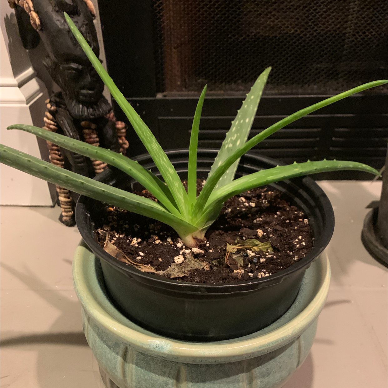 Aloe vera plant photo by Michelle named Angel on Greg, the plant care app.
