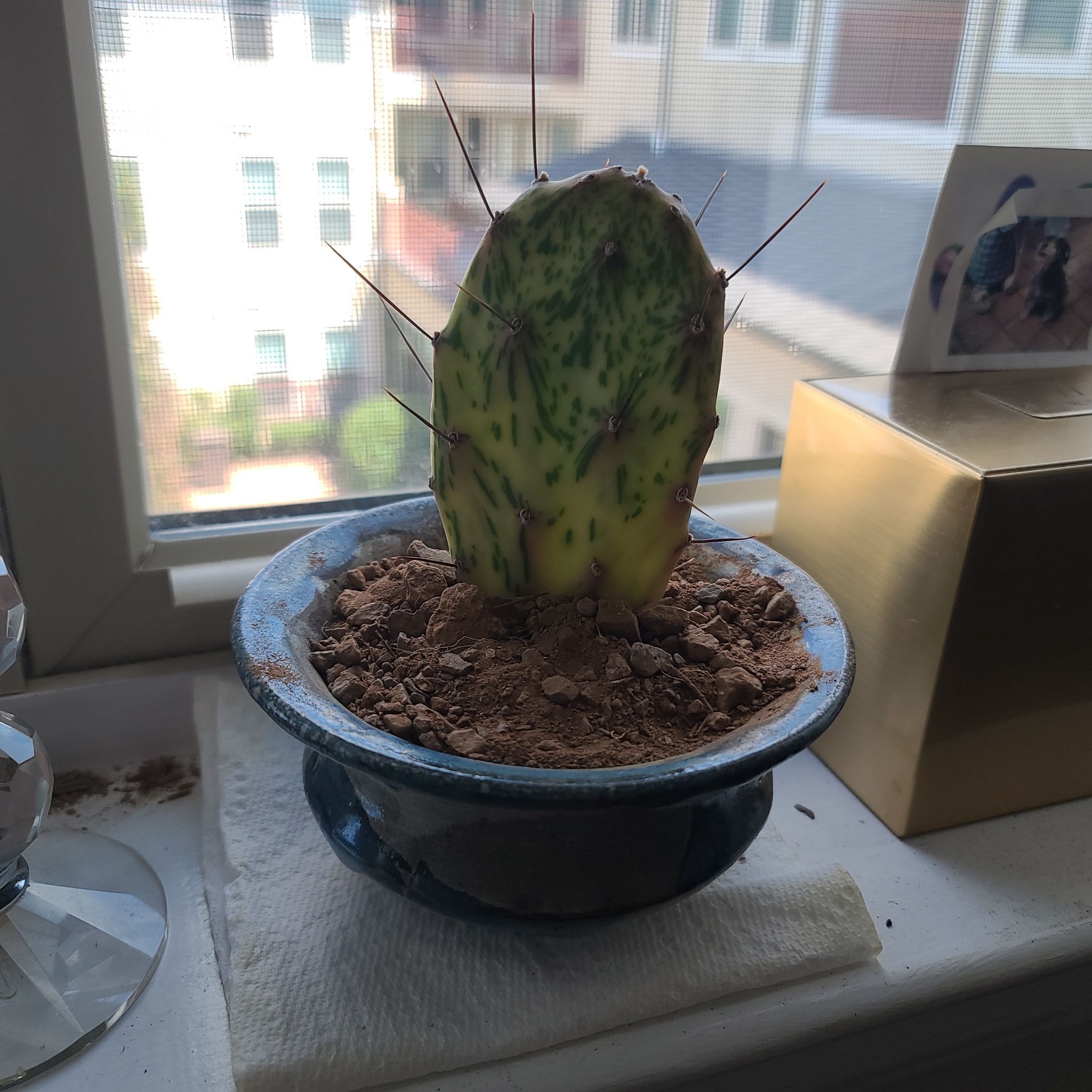 Black-Spined Prickly Pear cactus in a pot on a windowsill with visible yellowing and browning.