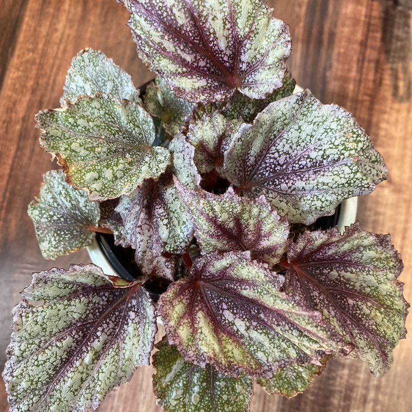 Rex Begonia plant photo by @nj_plantie_lady named Remington on Greg, the plant care app.