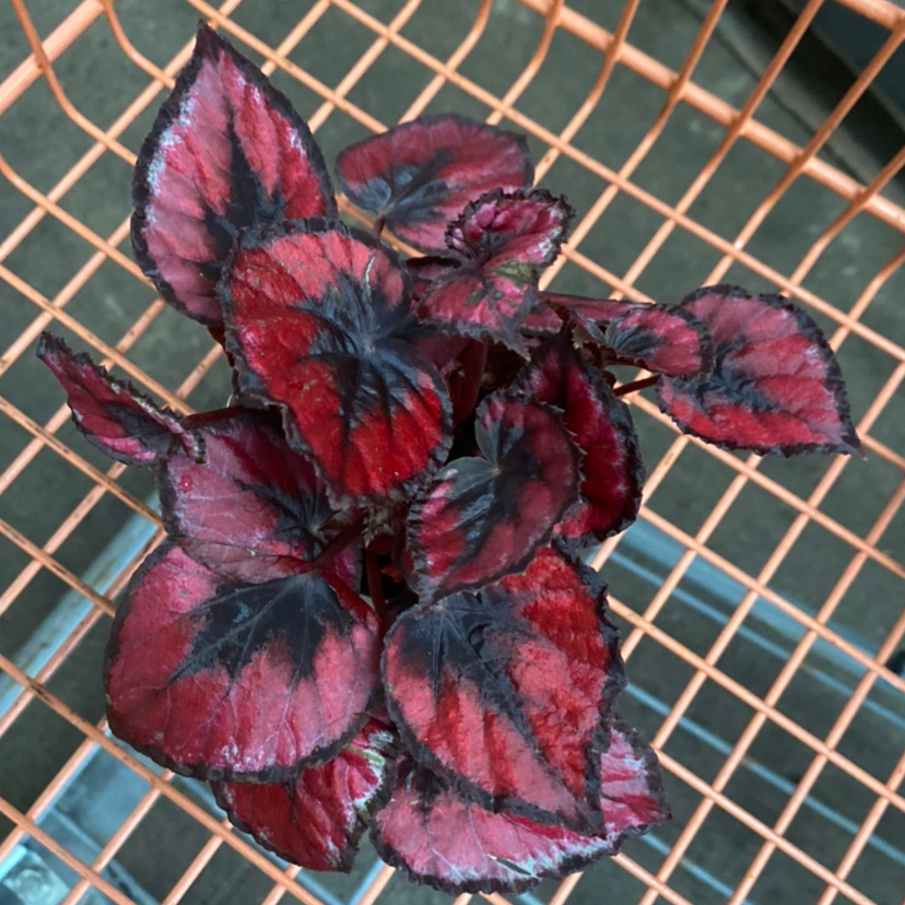 Strawberry Begonia plant photo by @nj_plantie_lady named Messi on Greg, the plant care app.