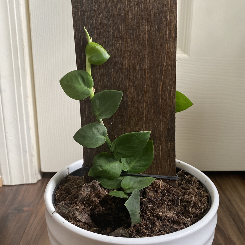 Potted Rhaphidophora hayi plant climbing a wooden plank, healthy green leaves.