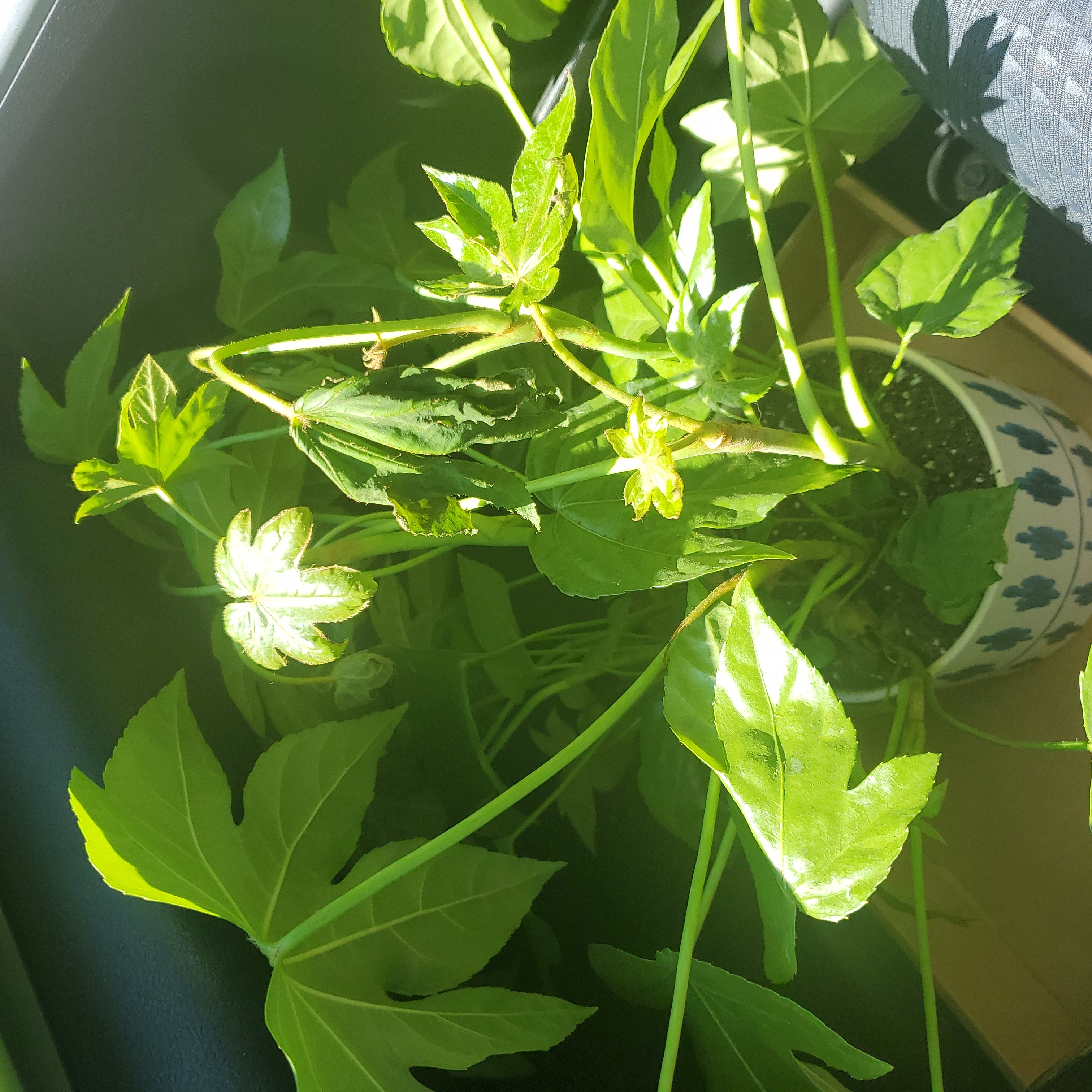 Passion Fruit plant with vibrant green leaves in a pot with visible soil.
