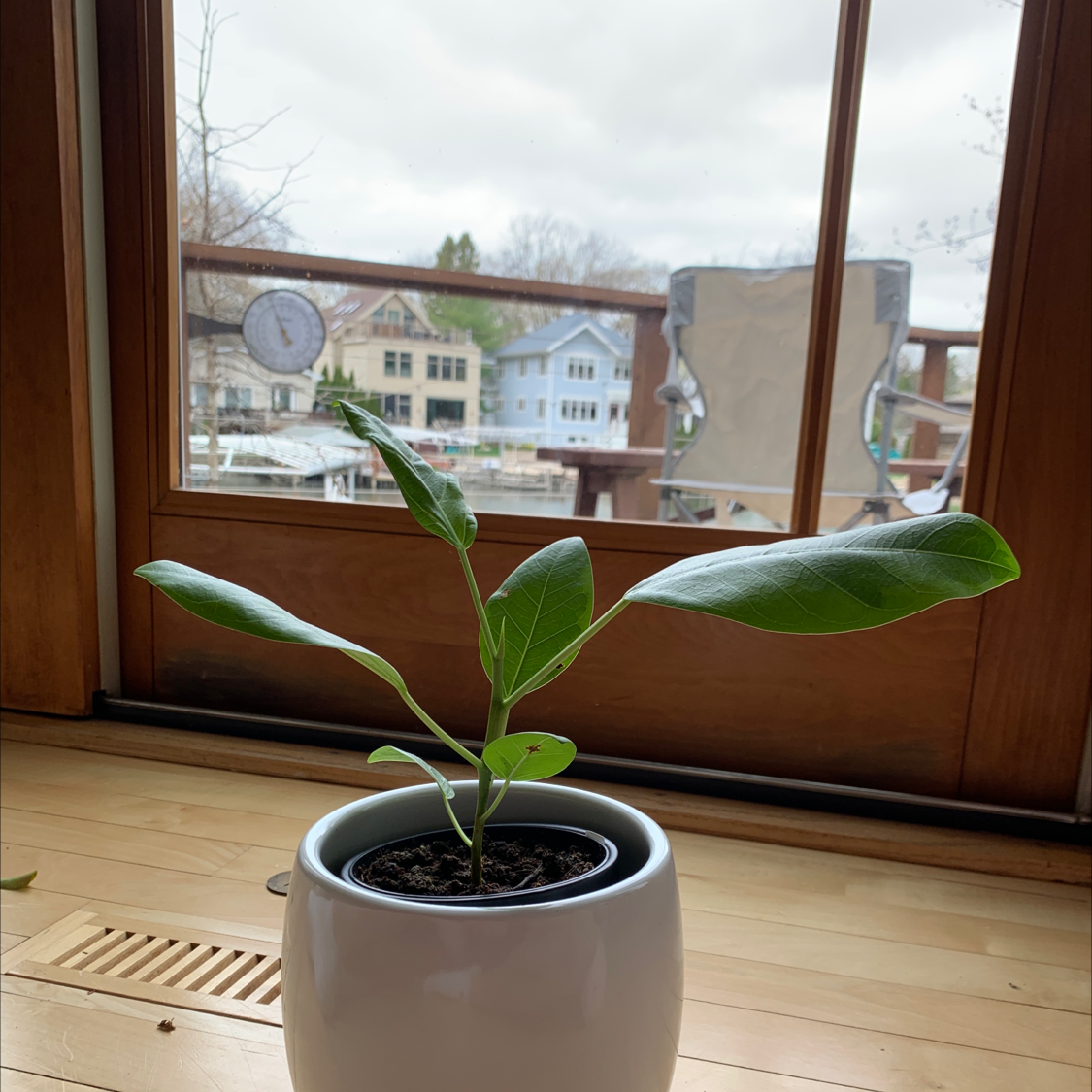 Photo of the plant species Yellow Ficus by @EriksDeadPlants named Michelle Branch on Greg, the plant care app